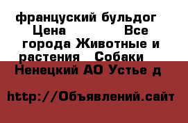 француский бульдог › Цена ­ 40 000 - Все города Животные и растения » Собаки   . Ненецкий АО,Устье д.